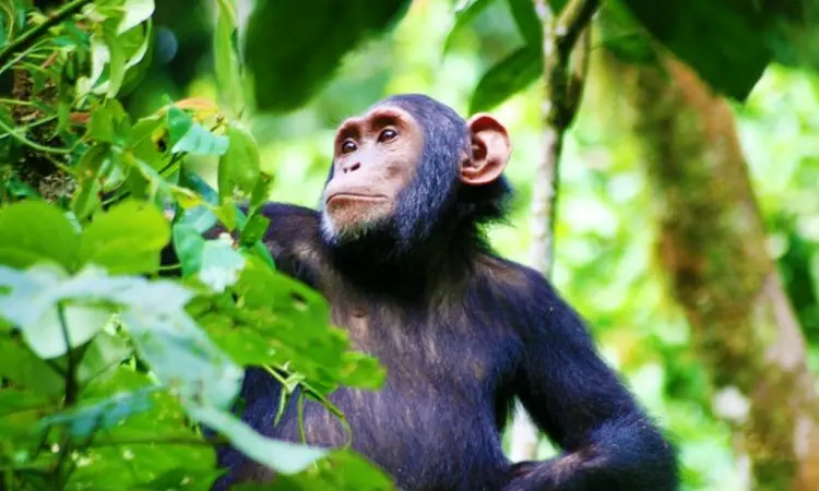 kibale chimps