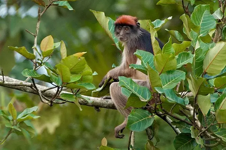 monkeys kibale