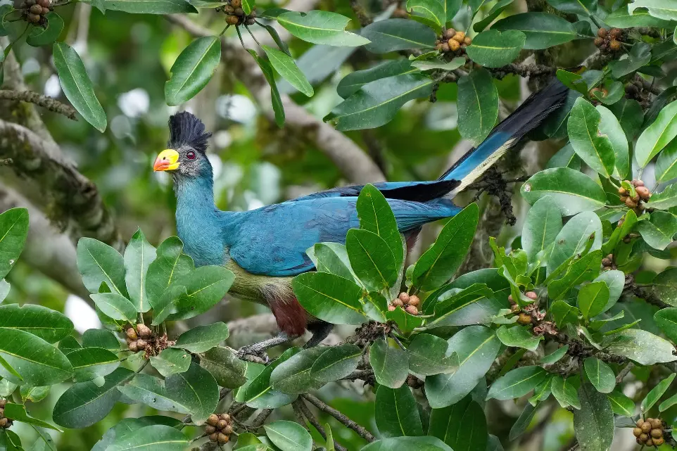 kibale birding